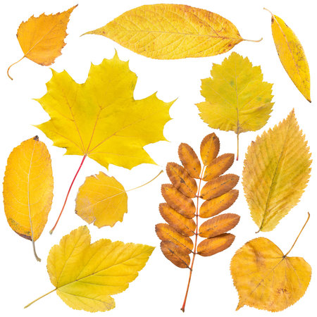 Collection of yellow autumn tree leaves on white background