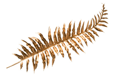 Decorative golden feather isolated on white backgroundの写真素材