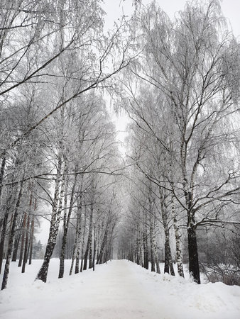 Snowy winter birch trees park alley viewの写真素材