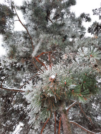 Winter frosted green pine tree branches closeupの写真素材