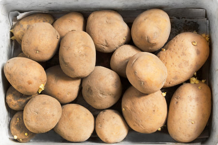 Raw dirty unpeeled potatoes in a box as a background