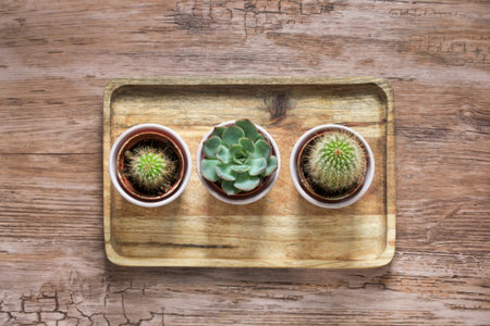 Small cactus and succulent houseplants on wooden backgroundの写真素材