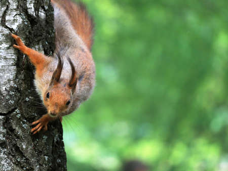 Red squirrel on birch tree in the park closeupの写真素材