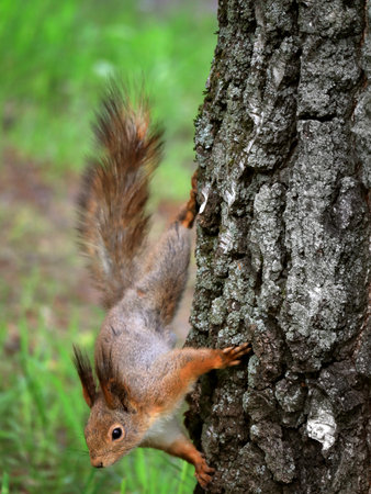 Red fluffy squirrel on a tree in the park