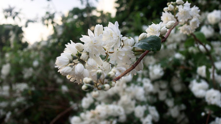 White small flowers blooming tree in a graden closeup in sunset light