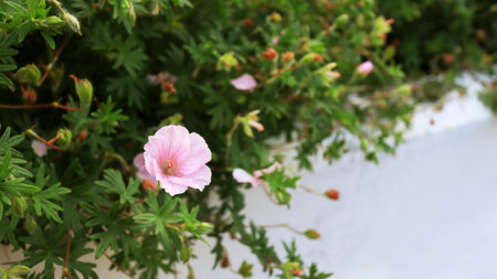 small pink flower in summer garden