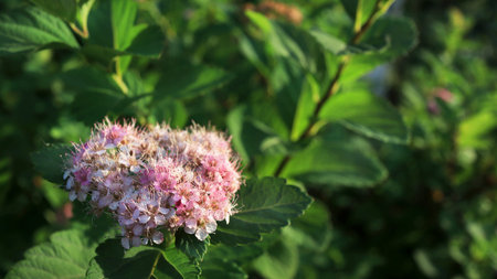 small pink flowers blooming garden tree