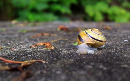 Little yellow garden snail on a stoneの写真素材