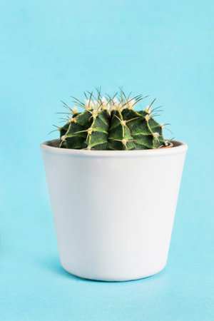 Small cactus in a pot on blue background
