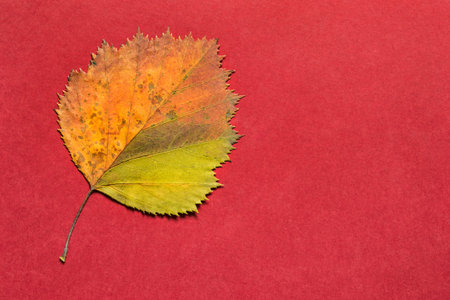 Yellow fallen autumn tree leaf on red color background