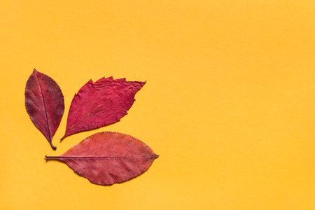 Three red fallen autumn leaves on yellow backgroundの写真素材