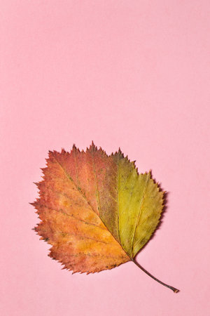 Yellow autumn fallen tree leaf on pink background