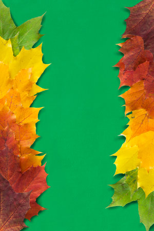 Colorful fallen maple leaves on green backgroundの写真素材
