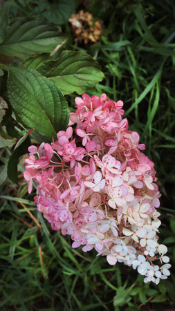 Beautiful pink and white hydrangea flowers in a garden