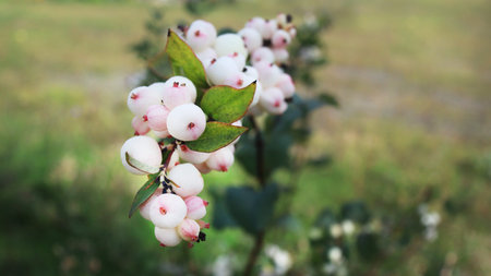 Small white wild berries on a branch closeup in nature