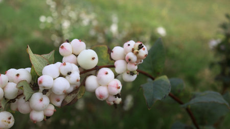 White small wild berry on a branch closeup in natureの写真素材