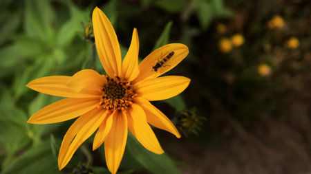 Small insect sitting on yellow flower closeup in natureの写真素材