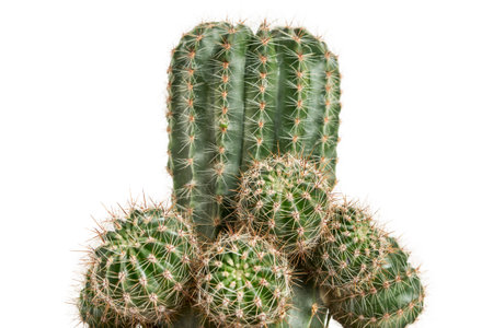 Cactus houseplant isolated on white background closeupの写真素材