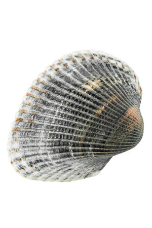 Gray natural mollusk seashell isolated on white background