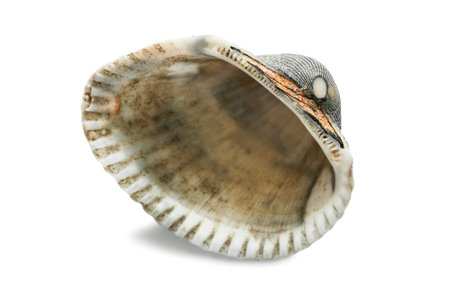 Empty sea shell isolated on white background