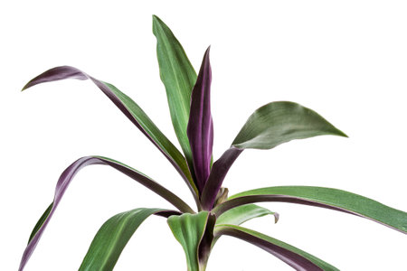 Tradescantia houseplant isolated on white backgroundの写真素材