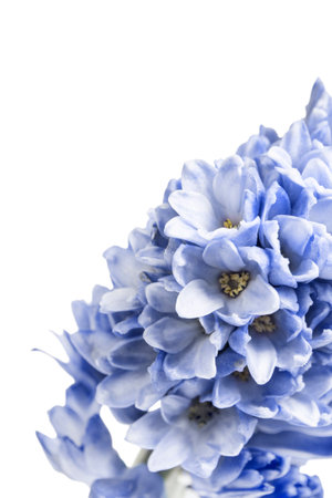 Blue hyacinth flowers closeup on white backgroundの写真素材