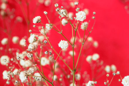 Beautiful white gypsophila flowers on red color studio backgroundの写真素材