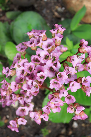 Bergenia small pink flowers in a gardenの写真素材