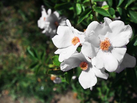 White wild rose flowers closeup in summer gardenの写真素材