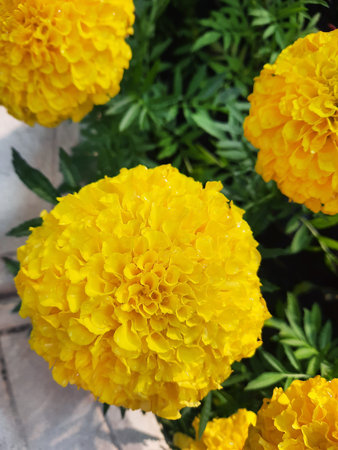 Beautiful garden decorative yellow chrysanthemum flowers