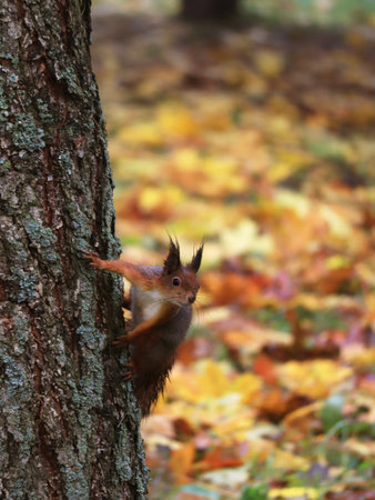 Small red squirrel sitting on a tree on yellow fallen leaf background