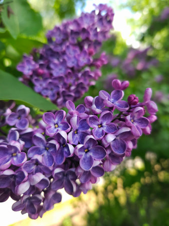 Beautiful purple wild lilac flowers closeup in sunshine spring gardenの写真素材
