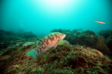 Wrasse, Portinho da Arrabidaの写真素材