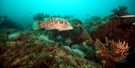 Ballan Wrasse, Portinho da Arrabidaの写真素材