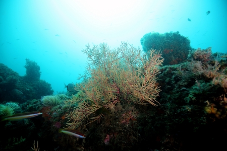 Gorgonia, Portinho da Arrabidaの写真素材