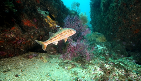 Mullet, Portinho da Arrabidaの写真素材