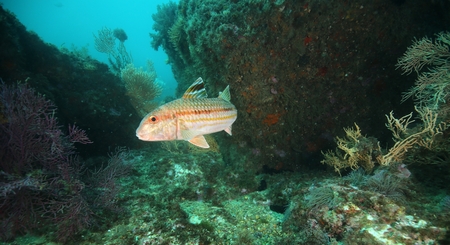 Mullet, Portinho da Arrabidaの写真素材