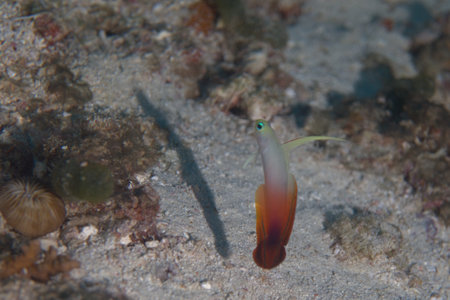 Coral fish, Philippines, Luzon Island, Aniloaの写真素材