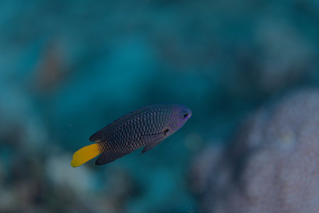 Fish swim in the Red Sea, colorful fish, Eilat Israelの写真素材