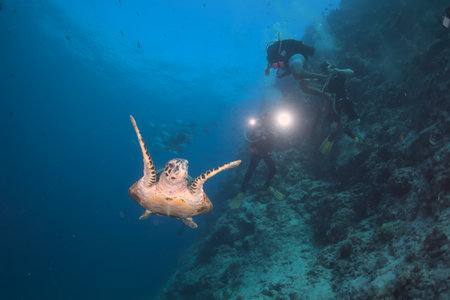 Tropical sea turtle on a coral reef with scuba divers