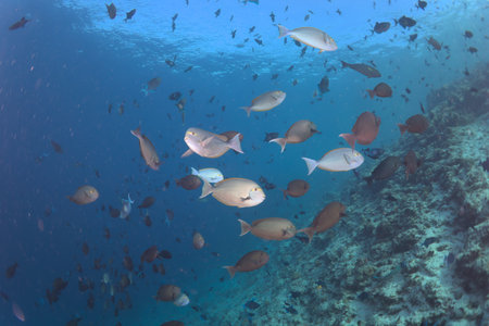 School of fish on a tropical coral reef in the Red Sea.の写真素材