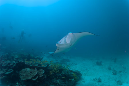 Manta ray on a coral reef off the coast of Belizeの写真素材