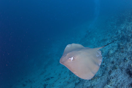 Stingray in the Maldives. Shallow depth of fieldの写真素材
