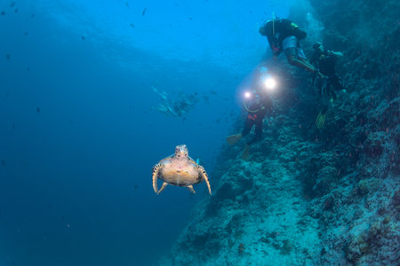 Scuba diving in a tropical coral reef with a sea turtle.の写真素材