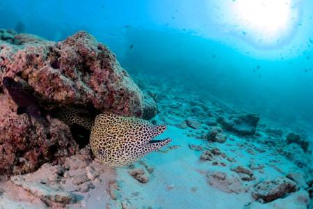 Giant moray eel on a reef in the Maldivesの写真素材