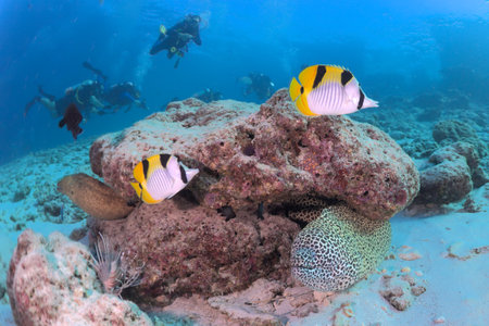 Tropical fish on a coral reef in the Maldivesの写真素材
