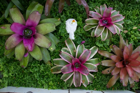 bromeliad in gardenの写真素材