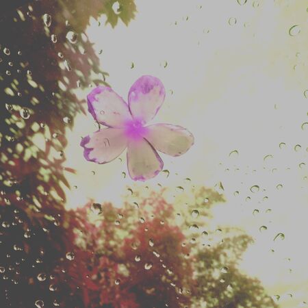 Plumeria on rainy dayの素材