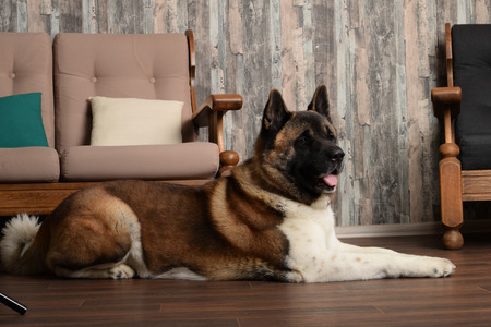 Dog of the Akita breed lies in a loft style roomの写真素材