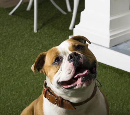 The American Bulldog is sitting, in front of the porch. Close-up. Portraitの写真素材